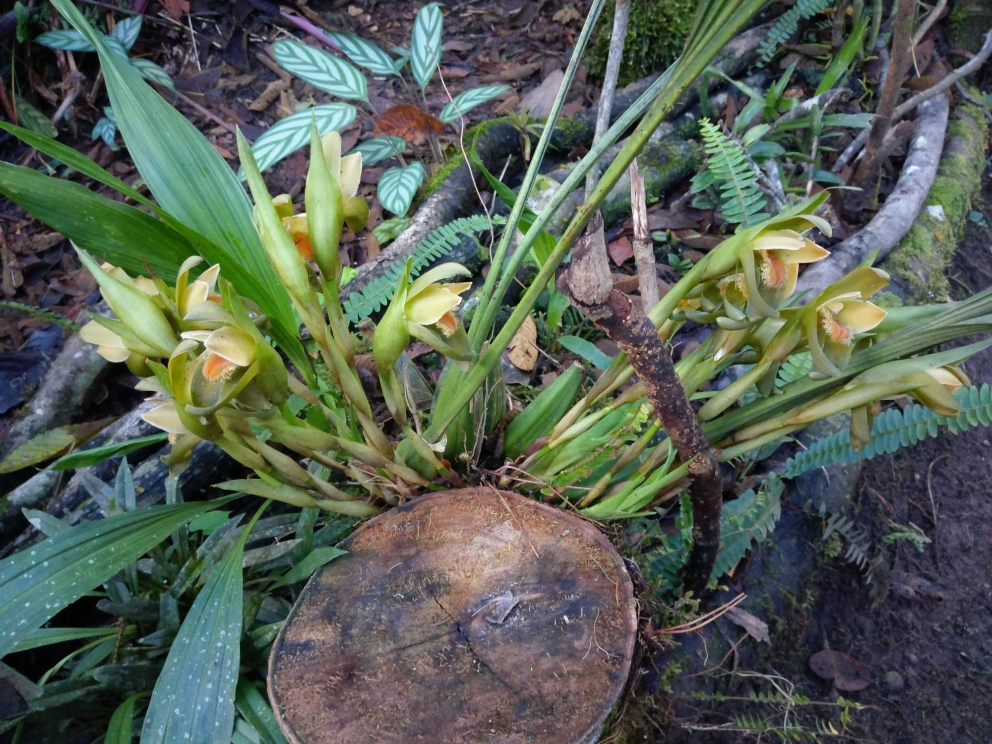 Villa Refugio De Orquideas Oxapampa Esterno foto