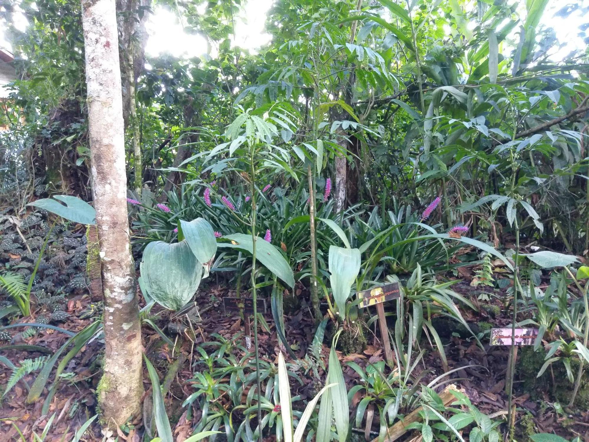 Villa Refugio De Orquideas Oxapampa Esterno foto