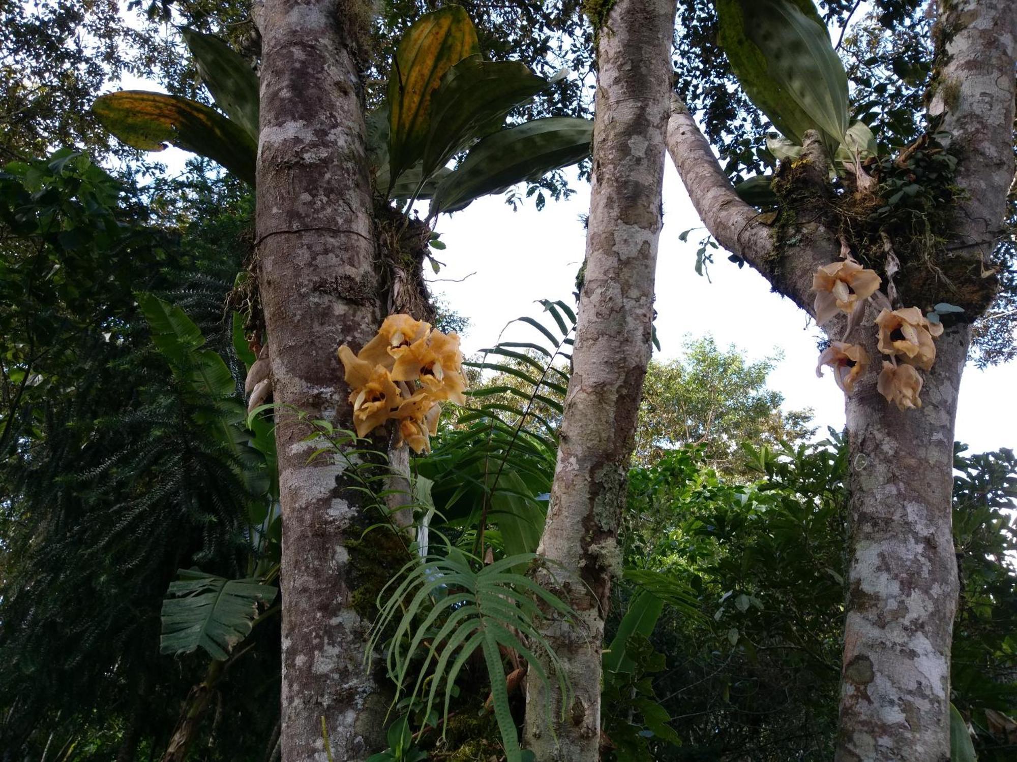 Villa Refugio De Orquideas Oxapampa Esterno foto
