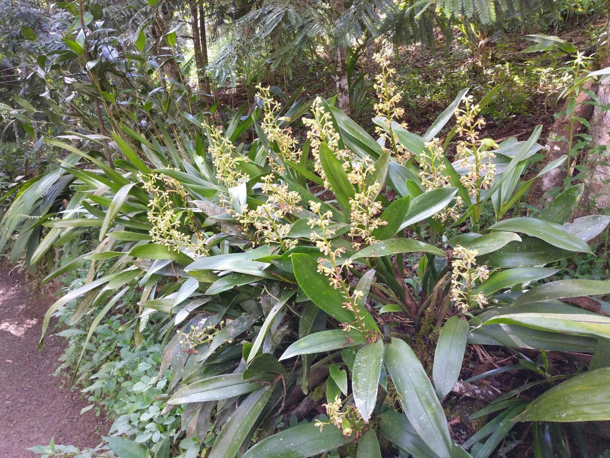 Villa Refugio De Orquideas Oxapampa Esterno foto