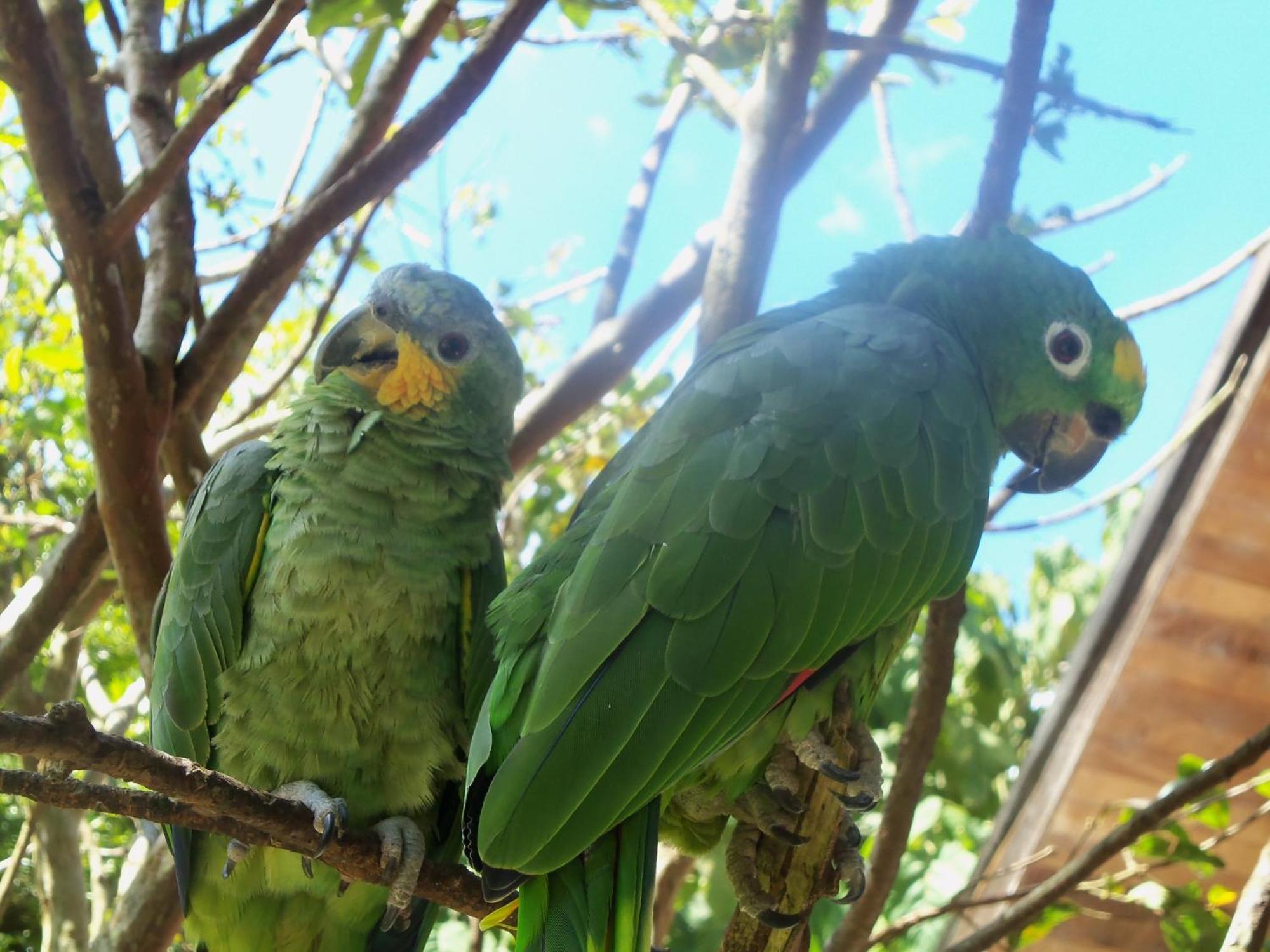 Villa Refugio De Orquideas Oxapampa Esterno foto