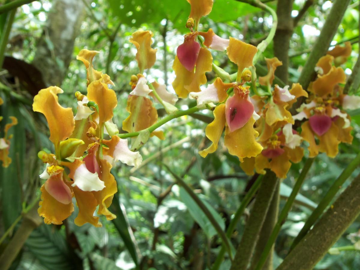 Villa Refugio De Orquideas Oxapampa Esterno foto